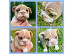 Bulldog Puppy for sale in Higden, AR, USA