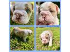 Bulldog Puppy for sale in Higden, AR, USA