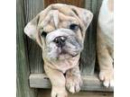 Bulldog Puppy for sale in Higden, AR, USA