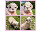 Bulldog Puppy for sale in Higden, AR, USA