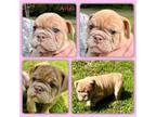 Bulldog Puppy for sale in Higden, AR, USA