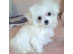 Maltese Puppy for sale in Converse, IN, USA