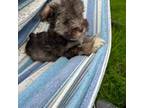 Schnauzer (Miniature) Puppy for sale in Michigantown, IN, USA
