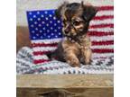 Yorkshire Terrier Puppy for sale in Blairsville, GA, USA