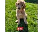 Goldendoodle Puppy for sale in Eagle, ID, USA