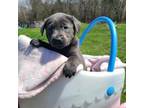 Labrador Retriever Puppy for sale in Cottage Grove, MN, USA