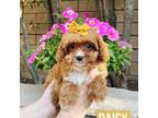 Cavapoo Puppy for sale in Corona, CA, USA