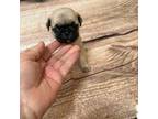 Pug Puppy for sale in Westfield, MA, USA