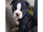 Boston Terrier Puppy for sale in Omaha, NE, USA