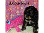 Savannah