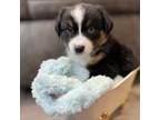 Miniature Australian Shepherd Puppy for sale in Ontario, CA, USA
