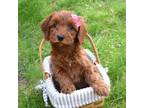 Cavapoo Puppy for sale in Syracuse, IN, USA