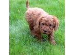 Cavapoo Puppy for sale in Syracuse, IN, USA
