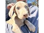 Male Weim