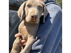Weimaraner Puppy for sale in Clay Center, KS, USA