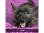 Cairn Terrier Puppy for sale in Orangevale, CA, USA