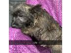 Cairn Terrier Puppy for sale in Orangevale, CA, USA