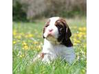 English Springer Spaniel Puppy for sale in Gap Mills, WV, USA