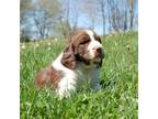 English Springer Spaniel Puppy for sale in Gap Mills, WV, USA