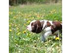 English Springer Spaniel Puppy for sale in Gap Mills, WV, USA