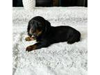 Dachshund Puppy for sale in Greenfield, IN, USA