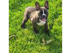 French Bulldog Puppy for sale in Shipshewana, IN, USA