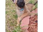 Mutt Puppy for sale in Haines City, FL, USA