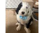 Mutt Puppy for sale in Rockdale, TX, USA