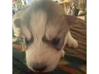 Alaskan Malamute Puppy for sale in San Leandro, CA, USA