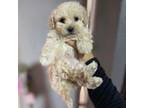 Maltipoo Puppy for sale in Los Angeles, CA, USA