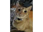 Adopt Sharknado a Orange or Red Tabby Domestic Shorthair (short coat) cat in St.