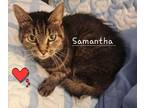 Adopt Samantha Sue 2977 a Domestic Mediumhair / Mixed cat in Dallas