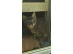 Adopt Darjeeling 2023-45A a Domestic Shorthair / Mixed (short coat) cat in