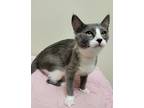 Adopt Bobbie a Domestic Shorthair / Mixed (short coat) cat in Fremont