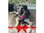 Adopt Linzee a Shepherd (Unknown Type) / Mixed dog in Savage, MN (39027454)