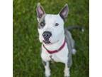 Adopt Chulo a Gray/Silver/Salt & Pepper - with Black Terrier (Unknown Type
