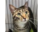 Adopt Bay Leaf a Domestic Shorthair / Mixed (short coat) cat in Cincinnati