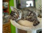 Adopt Marbella a Black (Mostly) Domestic Mediumhair (long coat) cat in