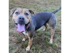 Adopt Dutchess a Brown/Chocolate American Pit Bull Terrier / Mixed dog in