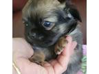 Chihuahua Puppy for sale in Zanesville, OH, USA