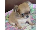 Chihuahua Puppy for sale in Zanesville, OH, USA