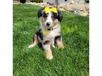 Australian Shepherd Puppy for sale in Coldwater, MI, USA