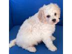 Cavachon Puppy for sale in Claypool, IN, USA