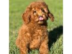 Mini Golden Doodle Puppy