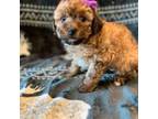 Miniature Labradoodle Puppy for sale in Neola, UT, USA
