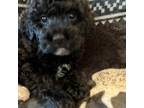Miniature Labradoodle Puppy for sale in Neola, UT, USA