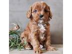 Cavapoo Puppy for sale in Boyden, IA, USA