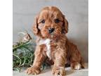 Cavapoo Puppy for sale in Boyden, IA, USA