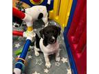 Parson Russell Terrier Puppy for sale in Blossom, TX, USA