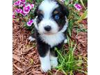 Miniature Australian Shepherd Puppy for sale in Lakeland, FL, USA